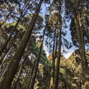 Forest Lepchajagat