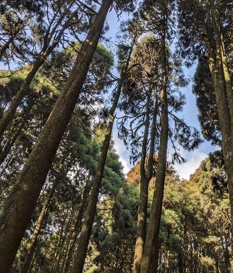 Forest Lepchajagat