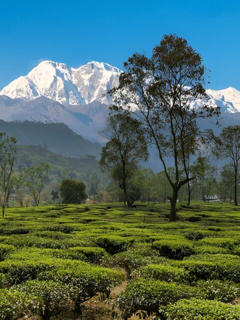 Tea Garden Tinchuley