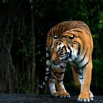 Bengal Tiger