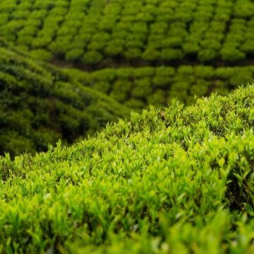 Bijanbari Tea Garden