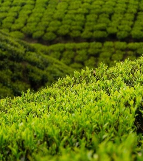 Bijanbari Tea Garden