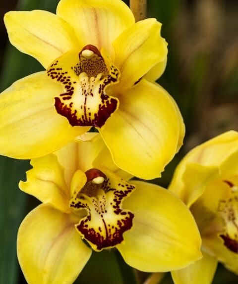 Takdah Orchid