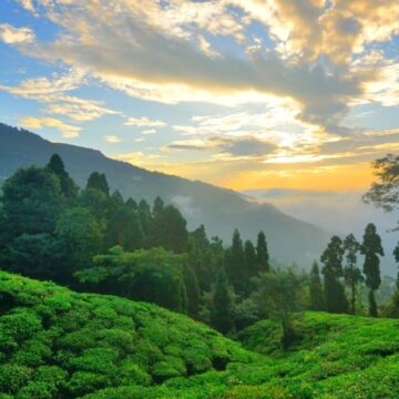 Takdah Tea Garden