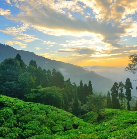 Takdah Tea Garden