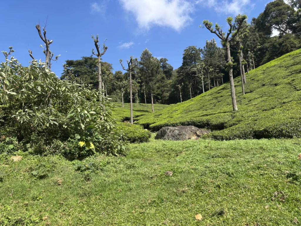 Best Time To Visit Ooty