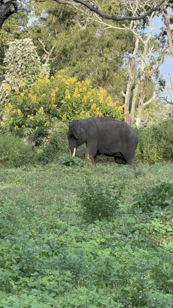 Mudumalai National Park