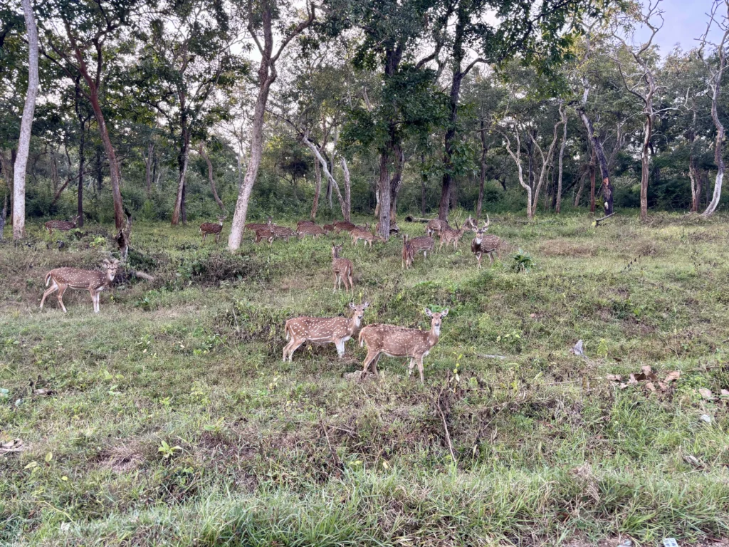 Mudumalai National Park
