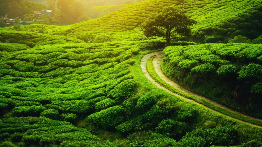 Darjeeling Tea Garden