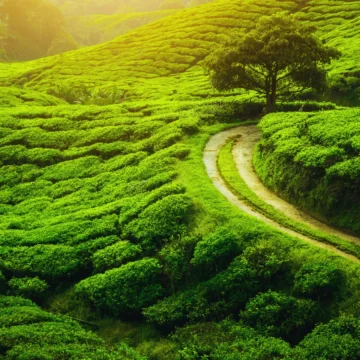 Darjeeling Tea Garden