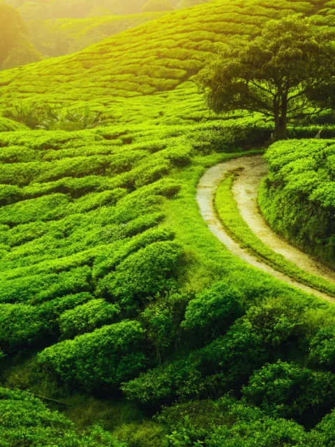 Darjeeling Tea Garden